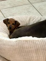 Blaze Pick Me!, a male Miniature Dachshund for sale in Mansfield, OH – Photo 1 of 9