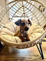 Blaze Pick Me!, a male Miniature Dachshund for sale in Mansfield, OH – Photo 4 of 9