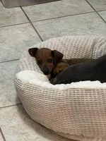 Blaze Pick Me!, a male Miniature Dachshund for sale in Mansfield, OH – Photo 2 of 9