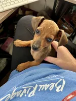 Blaze Pick Me!, a male Miniature Dachshund for sale in Mansfield, OH – Photo 3 of 9