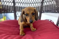 Blaze Pick Me!, a male Miniature Dachshund for sale in Mansfield, OH – Photo 5 of 5