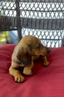 Blaze Pick Me!, a male Miniature Dachshund for sale in Mansfield, OH – Photo 3 of 5