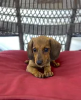 Blaze Pick Me!, a male Miniature Dachshund for sale in Mansfield, OH – Photo 4 of 5