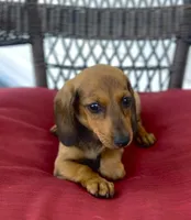 Blaze Pick Me!, a male Miniature Dachshund for sale in Mansfield, OH – Photo 2 of 5