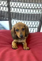 Blaze Pick Me!, a male Miniature Dachshund for sale in Mansfield, OH – Photo 1 of 5