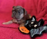 Ruby Take Me Home!, a female French Bulldog for sale in Mansfield, OH – 5 of 5