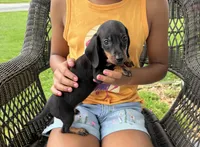 Blaze Take me Home!, a male Miniature Dachshund for sale in Mansfield, OH – Photo 1 of 7