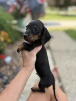 Blaze Take me Home!, a male Miniature Dachshund for sale in Mansfield, OH – Photo 2 of 7