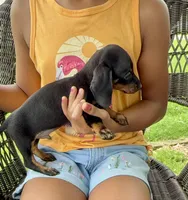 Blaze Take me Home!, a male Miniature Dachshund for sale in Mansfield, OH – Photo 6 of 7