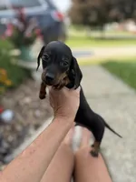 Blaze Take me Home!, a male Miniature Dachshund for sale in Mansfield, OH – Photo 3 of 7