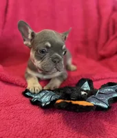 Lollipop Take Me Home!, a female French Bulldog for sale in Mansfield, OH – 6 of 6