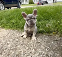 Leo Take Me Home Today! I’m a Lilac Fluffy  Carrier!, a male French Bulldog for sale in Mansfield, OH – 5 of 9
