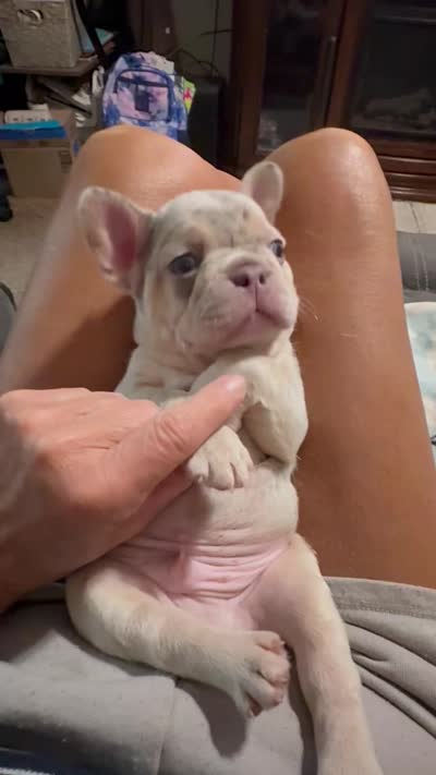 Chance , a male French Bulldog for sale in Mansfield, OH – 6 of 6