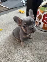 Blaze Take Me Home Today!, a male French Bulldog for sale in Mansfield, OH – Photo 3 of 7