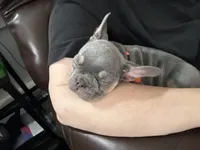 Blaze Take Me Home Today!, a male French Bulldog for sale in Mansfield, OH – Photo 4 of 7