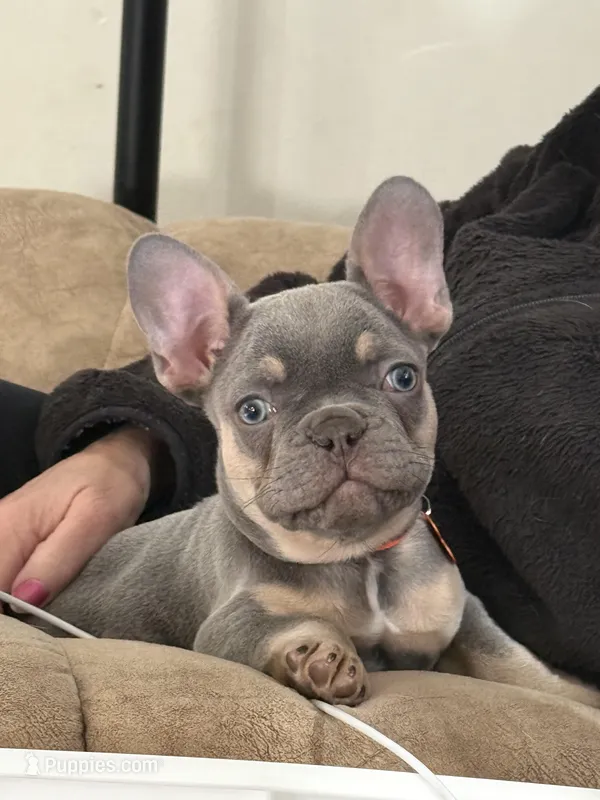 Blaze Take Me Home Today!