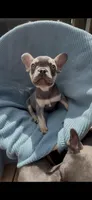 Blaze Take me Home Today!, a male French Bulldog for sale in Mansfield, OH – Photo 4 of 6