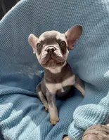 Blaze Take me Home Today!, a male French Bulldog for sale in Mansfield, OH – Photo 1 of 6