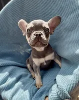 Blaze Take me Home Today!, a male French Bulldog for sale in Mansfield, OH – Photo 2 of 6