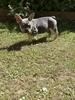 Blaze Take me Home Today!, a male French Bulldog for sale in Mansfield, OH – Photo 6 of 6