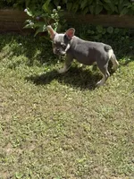Blaze Take me Home Today!, a male French Bulldog for sale in Mansfield, OH – Photo 5 of 6