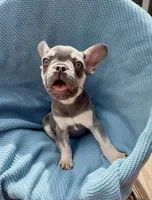 Blaze Take me Home Today!, a male French Bulldog for sale in Mansfield, OH – Photo 3 of 6