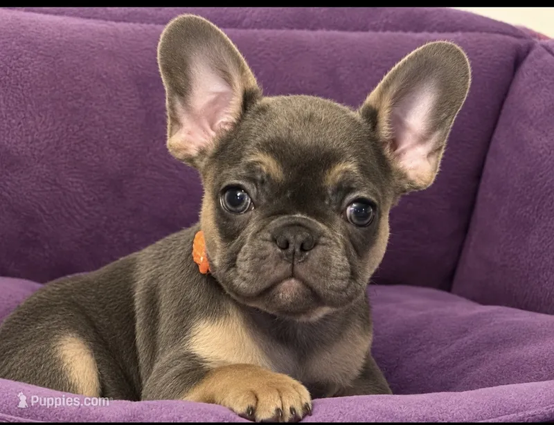 Ruby Take Me Home! – French Bulldog puppy for sale in Mansfield, OH