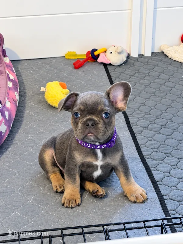 Benji Take Me Home Today! – French Bulldog puppy for sale in Mansfield, OH