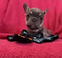Lollipop Take Me Home!, a female French Bulldog for sale in Mansfield, OH – 2 of 6