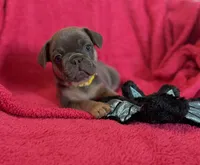 Winnie Pick Me!, a female French Bulldog for sale in Mansfield, OH – 4 of 5