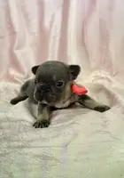 Girl 3 Ohio House of Frenchies, a female French Bulldog for sale in Mansfield, OH – Photo 2 of 6