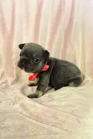 Girl 3 Ohio House of Frenchies, a female French Bulldog for sale in Mansfield, OH – Photo 3 of 6