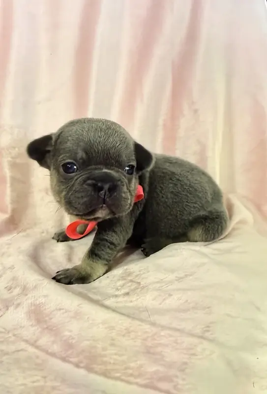 Girl 3 Ohio House of Frenchies