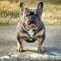 Girl 3 Ohio House of Frenchies, a female French Bulldog for sale in Mansfield, OH – Photo 4 of 6