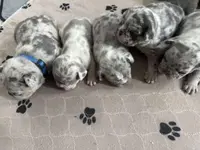 Girl 3 Ohio House of Frenchies, a female French Bulldog for sale in Mansfield, OH – Photo 5 of 6