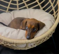 Millie Pick Me!, a female Miniature Dachshund for sale in Mansfield, OH – Photo 10 of 10