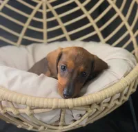 Millie Pick Me!, a female Miniature Dachshund for sale in Mansfield, OH – Photo 7 of 10