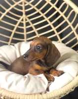 Millie Pick Me!, a female Miniature Dachshund for sale in Mansfield, OH – Photo 2 of 10