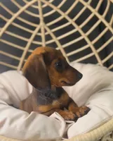 Millie Pick Me!, a female Miniature Dachshund for sale in Mansfield, OH – Photo 5 of 10