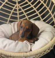 Millie Pick Me!, a female Miniature Dachshund for sale in Mansfield, OH – Photo 9 of 10