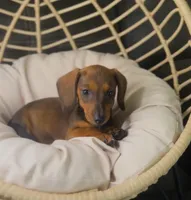 Millie Pick Me!, a female Miniature Dachshund for sale in Mansfield, OH – Photo 3 of 10