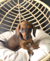 Millie Pick Me!, a female Miniature Dachshund for sale in Mansfield, OH – Photo 4 of 10