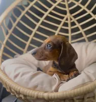 Millie Pick Me!, a female Miniature Dachshund for sale in Mansfield, OH – Photo 8 of 10