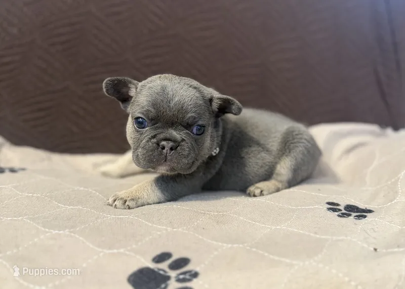 Jersey – French Bulldog puppy for sale in Mansfield, OH