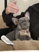 Blaze Pick Me!, a male French Bulldog for sale in Mansfield, OH – Photo 1 of 7