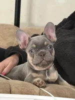 Blaze Pick Me!, a male French Bulldog for sale in Mansfield, OH – Photo 6 of 7