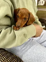 Miss Ruby Take Me Home Today!, a female Miniature Dachshund for sale in Mansfield, OH – Photo 6 of 9