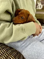 Miss Ruby Take Me Home Today!, a female Miniature Dachshund for sale in Mansfield, OH – Photo 5 of 9