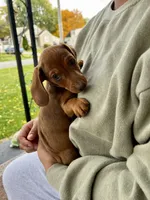 Miss Ruby Take Me Home Today!, a female Miniature Dachshund for sale in Mansfield, OH – Photo 4 of 9