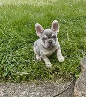 Leo Take Me Home Today! I’m a Lilac Fluffy  Carrier!, a male French Bulldog for sale in Mansfield, OH – 6 of 9
